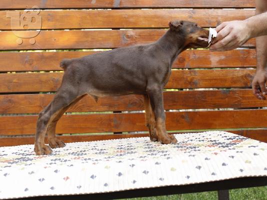 Doberman